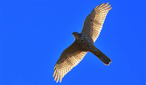 Brown Goshawk in flight | Brown, Bird, Animals