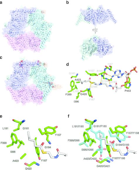 X Ray Crystal Structures Of Apo Mccb And Holo Mccb A The Hexameric Download Scientific