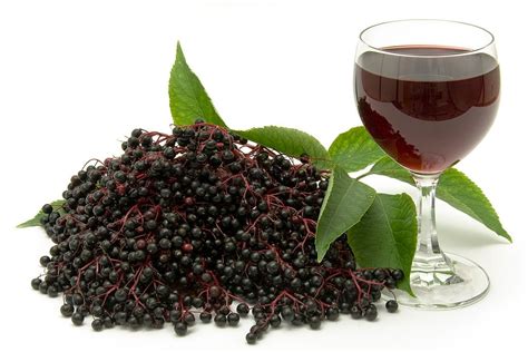 What Is Elderberry Top 5 Best Elderberry Supplement Best Shopping