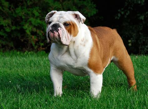 Chó Bulldog Chó Bò Anh Nguồn Gốc đặc điểm Tính Cách Giá Bán