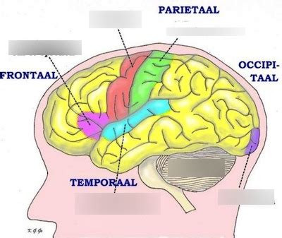 Hersenen Diagram Quizlet