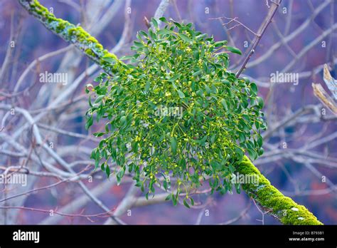 Mistletoes Hi Res Stock Photography And Images Alamy