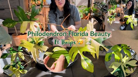 PHILODENDRON FLORIDA BEAUTY Ft Thrips Propagation And Repot YouTube