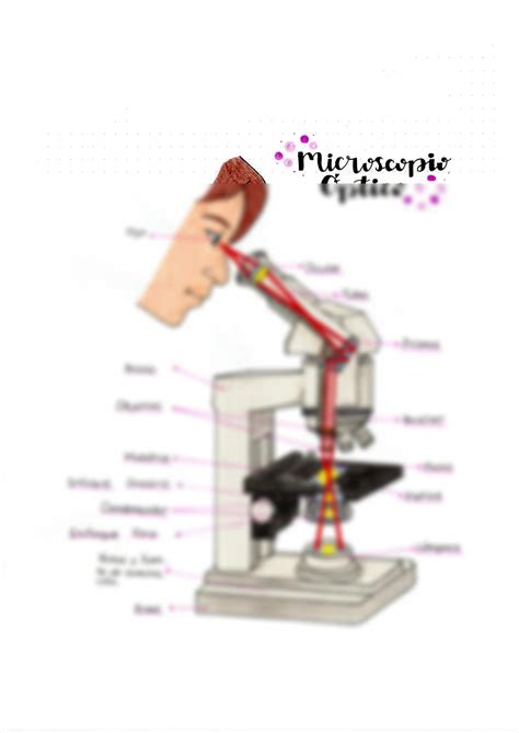 SOLUTION Microscopio Optico Dibujo Con Sus Partes Studypool