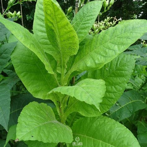 Tobacco Virginia Gold Poland Pcs Fresh Seeds Nicotiana Tabacum