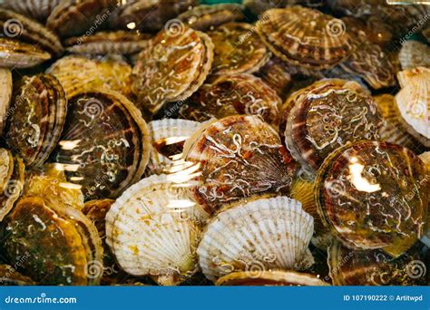 Fresh And Life Japanese Scallops Hotategai In Water At Fish Market In