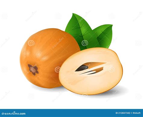 Sapodilla Fruit Exotic Fruits Collection Realistic Design Vector