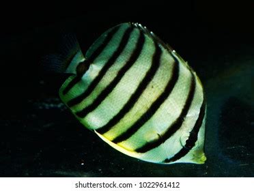 28 Chaetodon Octofasciatus Royalty Free Photos And Stock Images