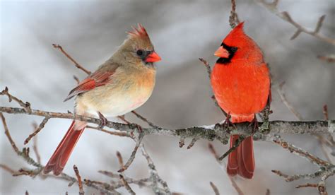 Northerncardinals Hickory Knolls Discovery Center