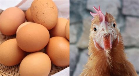 El huevo o la gallina Aquí te contamos qué fue primero