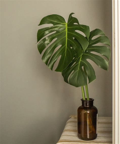 Como cuidar de costela de adão monstera deliciosa Planta Decora