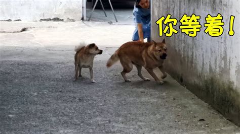 中华田园犬阿黄调戏金毛不成，反遭小串串羞辱，灰灰赶紧来救场 Youtube