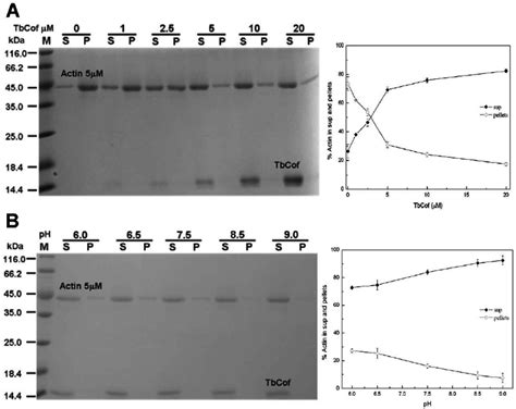 Depolymerization Of F Actin By Tbcof A Left Coomassie Blue Stained