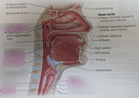 Upper Respiratory tract: Diagram Diagram | Quizlet