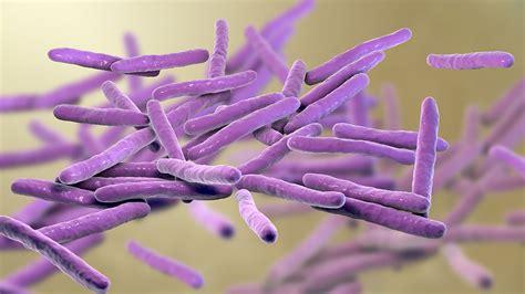 Mycobacterium Leprae Electron Micrograph