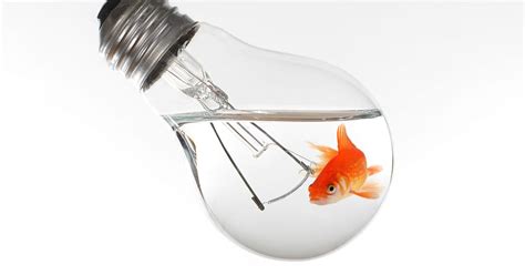 How Are Fish Like Light Bulbs?