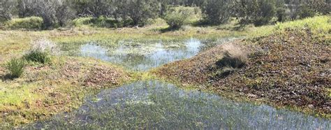 Fairy Shrimp Summitwest Environmental Inc