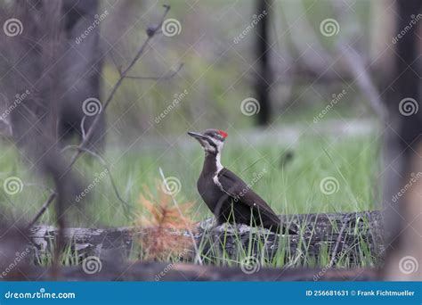 Pileated Woodpecker Dryocopus Pileatus Jasper National Park Canada