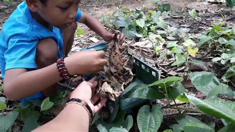 PANEN ENTUNG JATI DI TEMAYANG BOJONEGORO YouTube