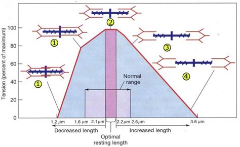 Cross Sectional Area And Length Tension Relationship