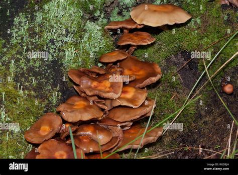 Un grupo de hongos están creciendo en un viejo tocón Planta parásita