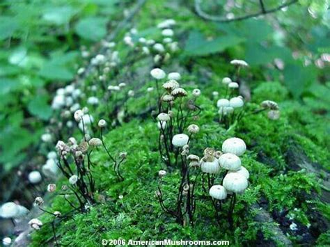 Americanmushrooms Pinwheel Marasmius Marasmius Rotula