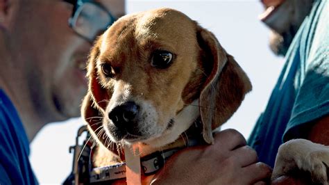 Beagles Saved From Envigo Breeding Facility Arrive In Columbus