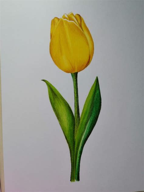 Tulipan Amarillo Tulipanes Amarillos Flores Pintadas Pintura De Tulip N