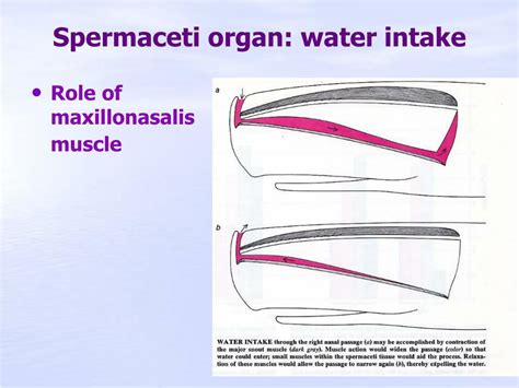 PPT - Spermaceti organ 2. Migration PowerPoint Presentation, free ...