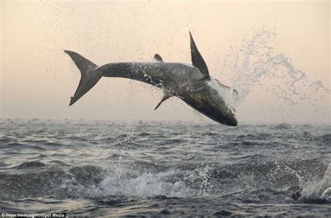 Pictured Spectacular Moment A Great White Shark Leaps 8ft Into The Air