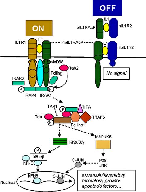 Distinct Expression Of The Soluble And The Membrane Bound Forms Of