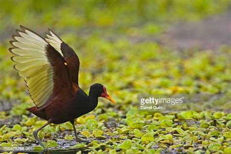 Wattled Jacana Photos And Premium High Res Pictures Getty Images