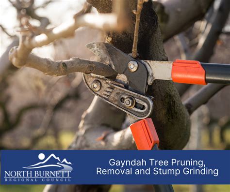 North Burnett Regional Council Gayndah Tree Pruning Removal And