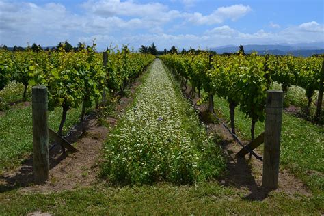 Viticulture Biologique Une Alternative La Viticulture