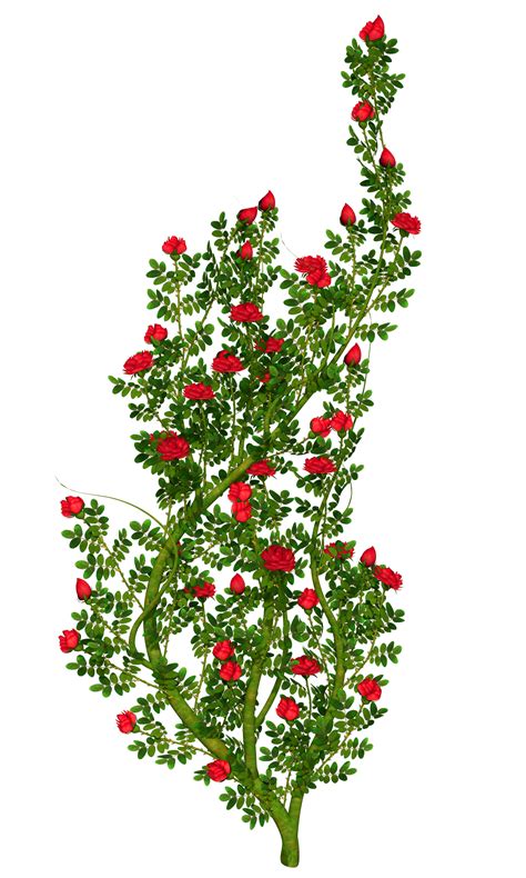 Rose bush clipart 20 free Cliparts | Download images on Clipground 2024