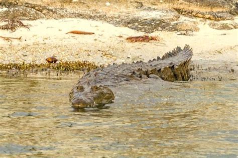 Private Crocodile Tour From The Riviera Maya: Triphobo