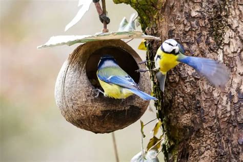 Do Wild Birds Eat Raisins A Nutritional Guide