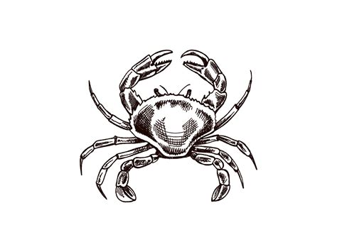 Hand Drawn Crab Vector Sketch Illustration Sea Collection Engraved