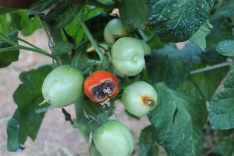 Il Marciume Apicale Del Pomodoro Stocker Garden