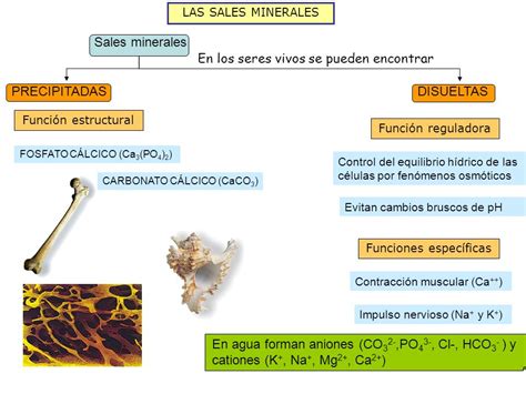 LAS BIOMOLECULAS BIOMOLECULAS INORGANICAS