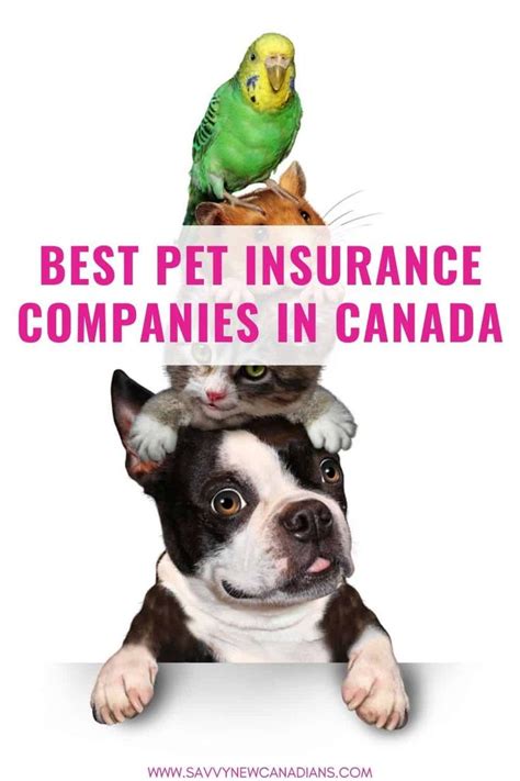 11 Best Pet Insurance in Canada for 2023 | Best pet insurance, Pet ...