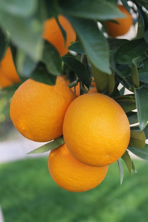 Arizona Sweet Oranges Fruit Photography Fruit Plants Farm Fresh Fruit