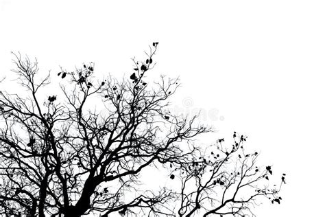 Arbre Mort Et Branche De Silhouette D Isolement Sur Le Fond Blanc