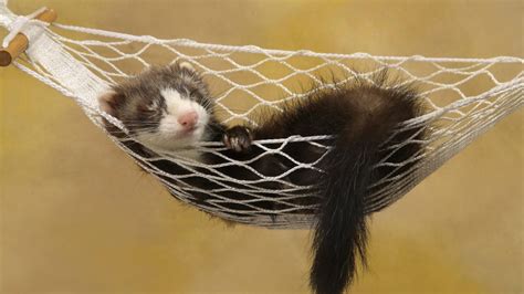 31 Ferret Wallpapers - Wallpaperboat