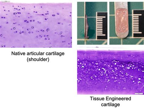 Musculoskeletal Regeneration Jd Wheat Veterinary Orthopedic Laboratory