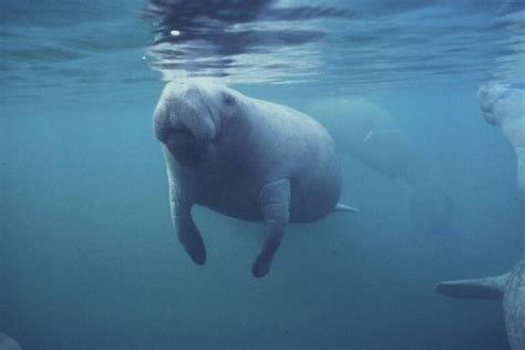 Manatees Move Toward Restored Endangered Species Safeguards - Harvard ...