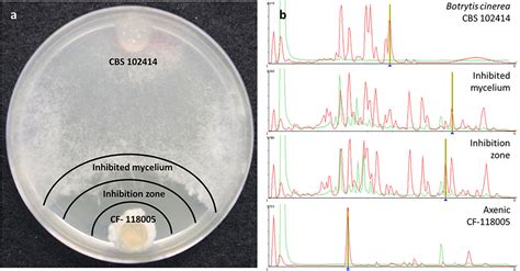 Frontiers Co Culturing Of Fungal Strains Against Botrytis Cinerea As A Model For The Induction