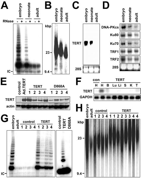 Telomerase Reverse Transcriptase Promotes Cardiac Muscle Cell