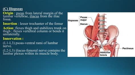 Pelvic muscles ppt