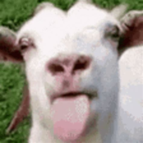 Tongue Out Teasing Playful Goat GIF | GIFDB.com
